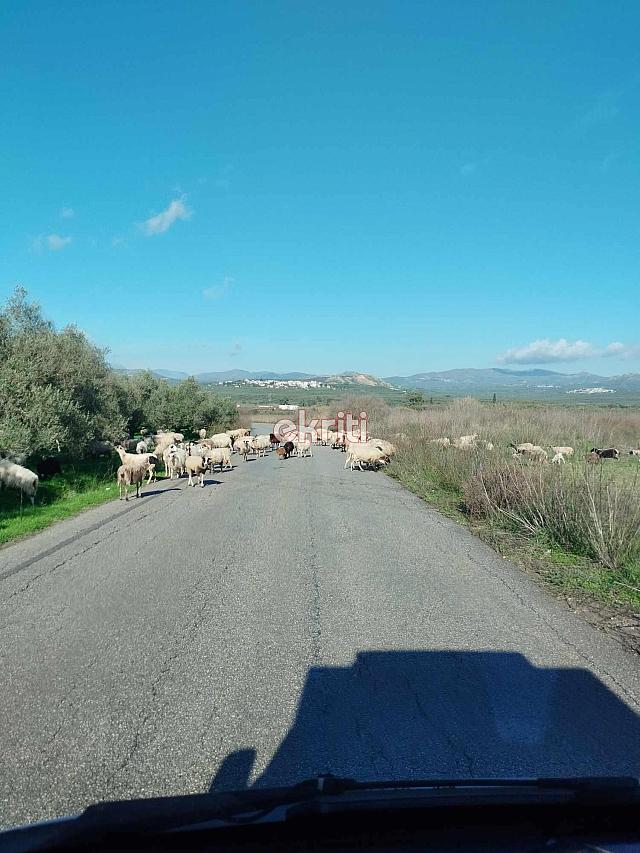 καστελιανά πρόβατα