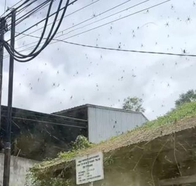 αραχνες μπαλι