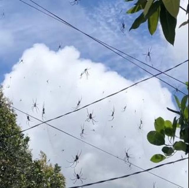 αραχνες μπαλι