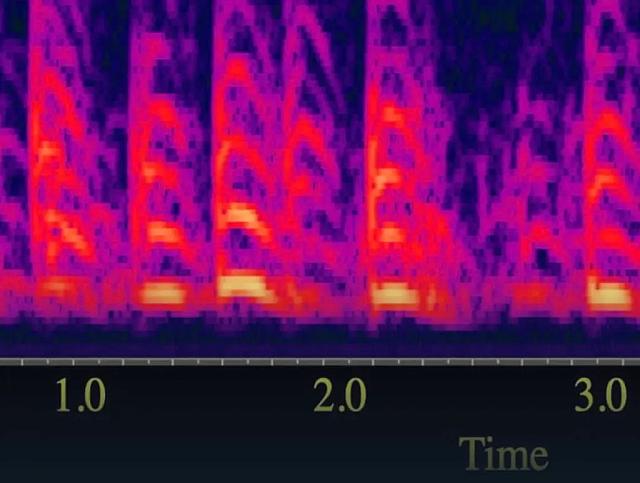 Ηχητικά κύματα ψάρια