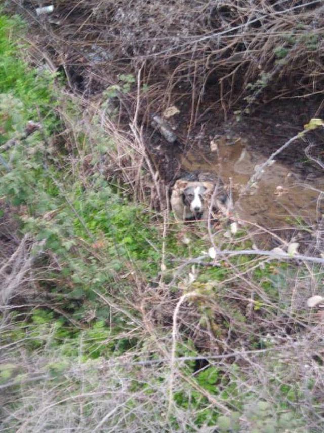 Σκυλάκι Μετέωρα