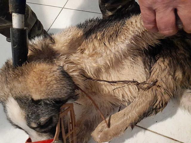 Σκυλάκι Μετέωρα 2