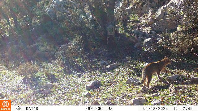 αγριόγατος