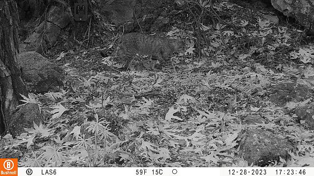 αγριόγατος