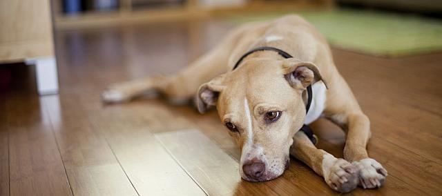 σκύλος κατάθλιψη