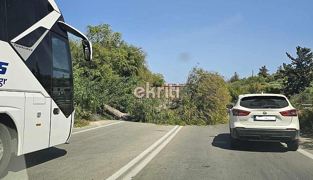 πτώση δέντρου