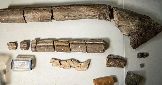 θαλασσιο ερπετο