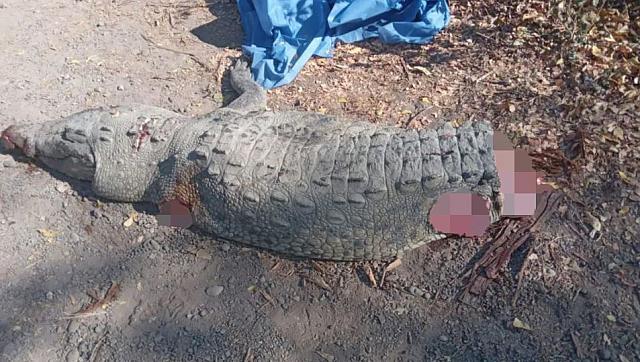 μεξικο κροκοδειλος