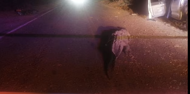 μεξικο κροκοδειλος