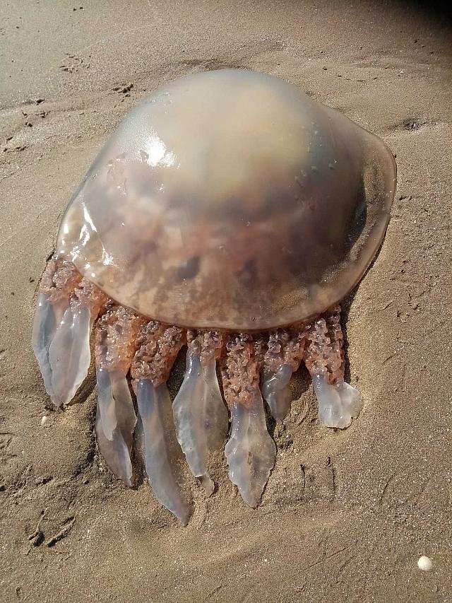 τεραστια μεδουσα