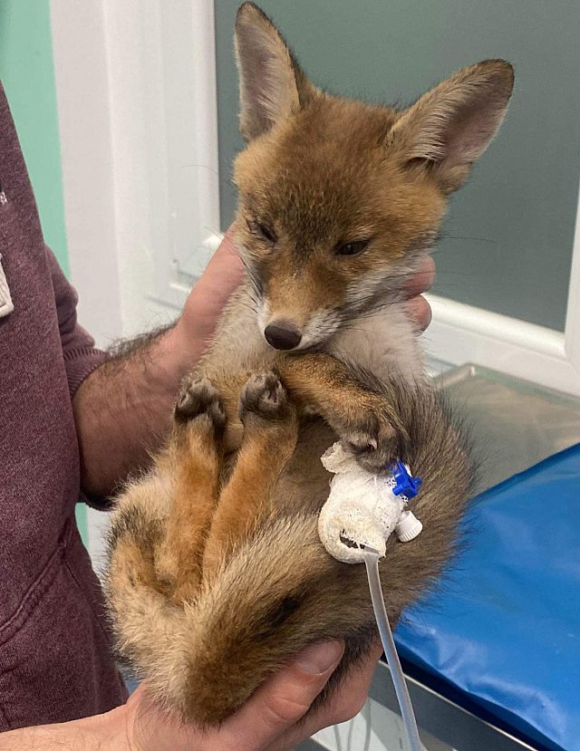 αλεπουδακι