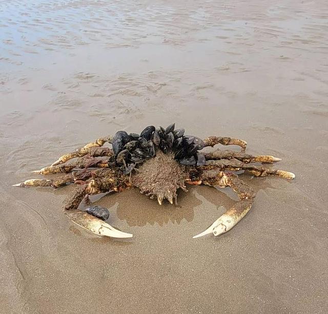 καβουρι γιγας