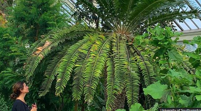σπανιο φυτο