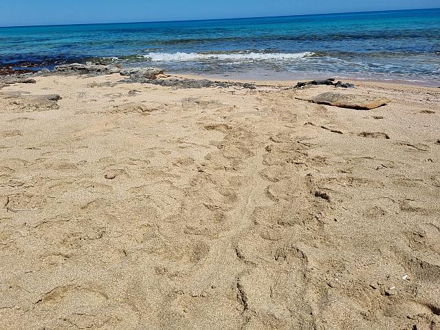 καρετα καρετα ΙΧΝΗ