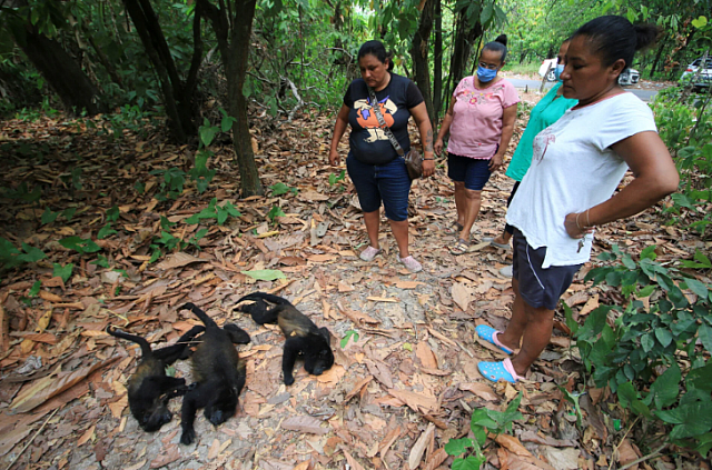 μεξικό μαϊμούδες καύσωνας