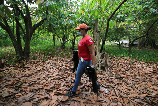 μεξικό μαϊμούδες καύσωνας