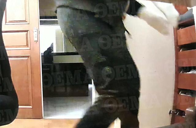 πλιάτσικο Νίκαια