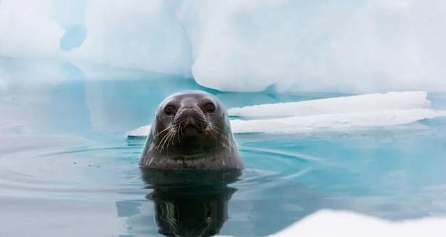 ανταρκτικη