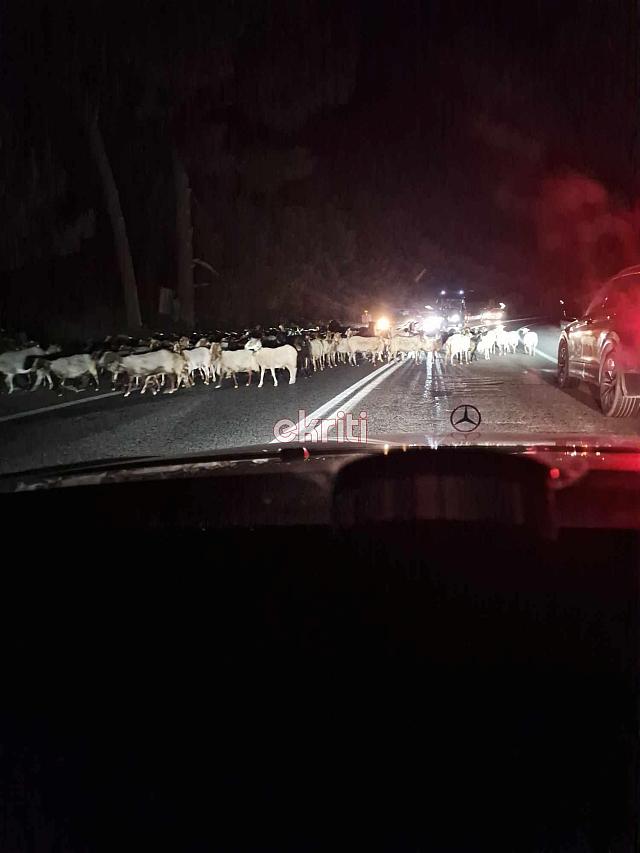 φόδελε πρόβατα