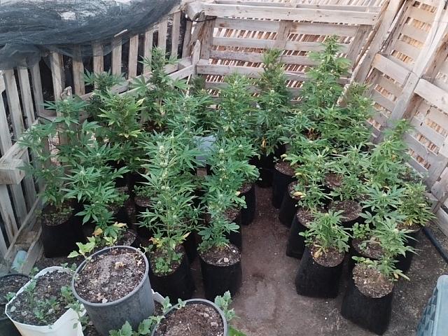 κάνναβη τυμπάκι