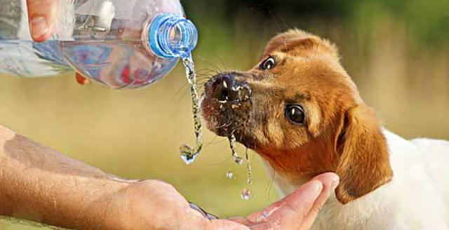 ΚΑΥΣΩΝΑς - ΤΕΤΡΑΠΟΔΑ