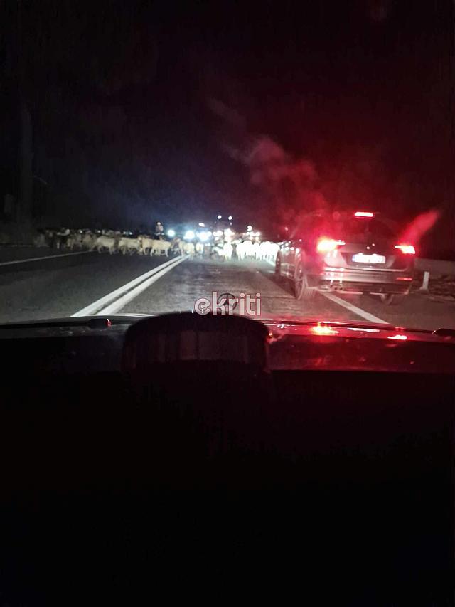 φόδελε πρόβατα