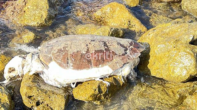 καρετα καρετα