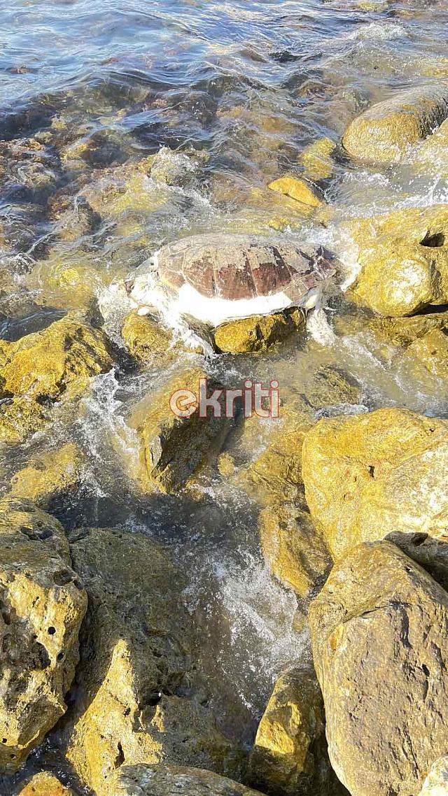 καρετα καρετα