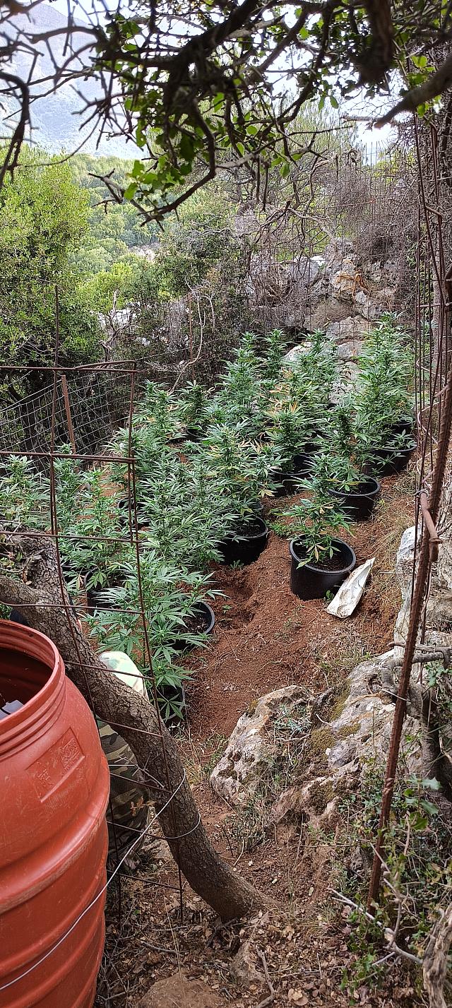 δενδρύλλια κάνναβης