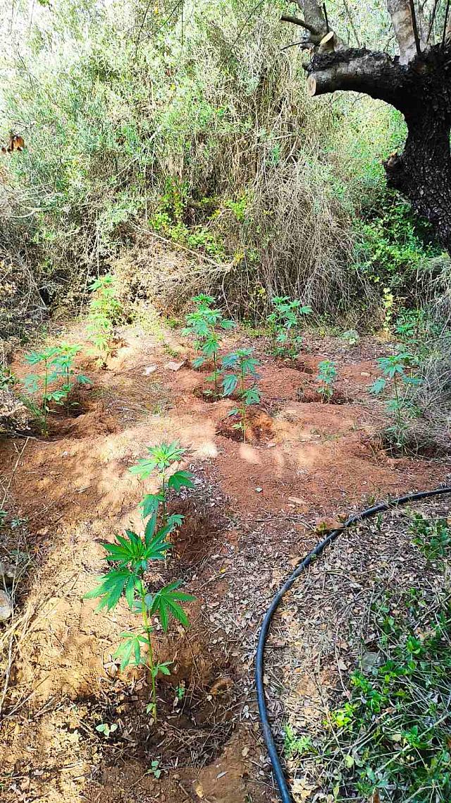 δενδρύλλια κάνναβης