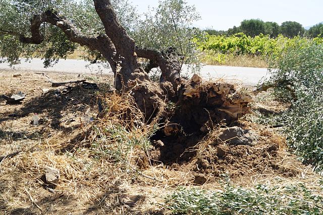 ελιά τροχαίο