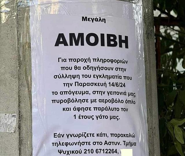 γάτος πυροβολισμός 1