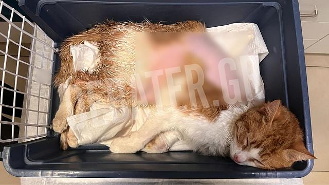 γάτος πυροβολισμός 2