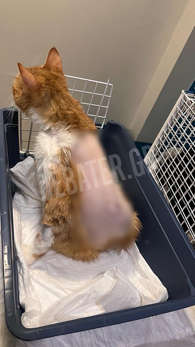 γάτος πυροβολισμός 3