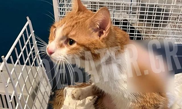 γάτος πυροβολισμός