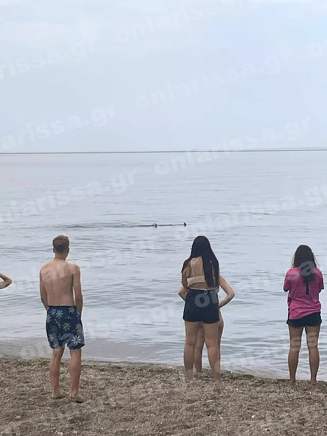 καρχαριοειδές Λάρισα