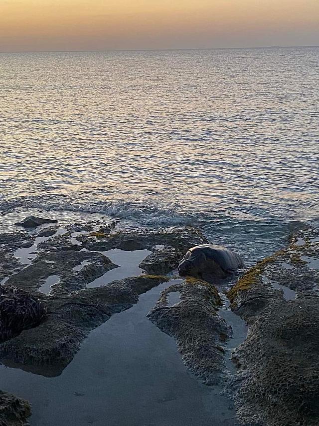 Φωλιές θαλάσσιας χελώνας&nbsp;Caretta&nbsp;caretta στην Παχιά Άμμο