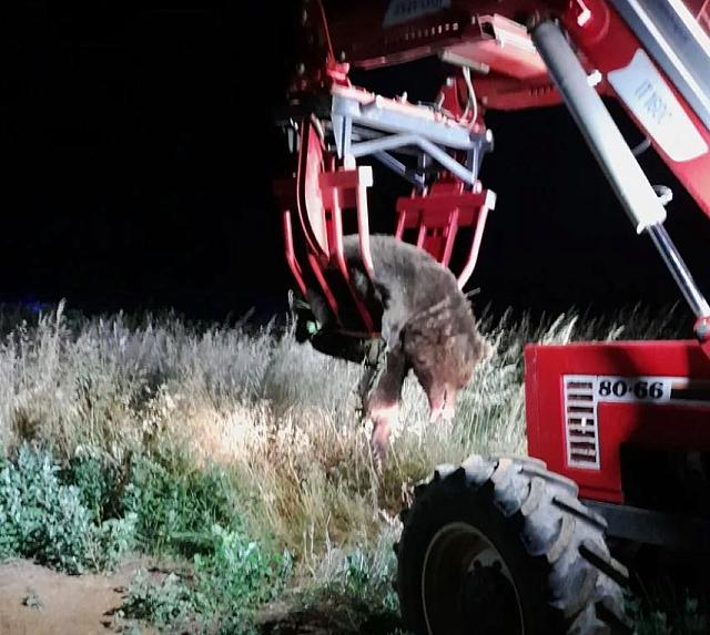 τροχαιο με αρκουδα