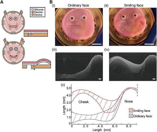 ρομποτ δερμα