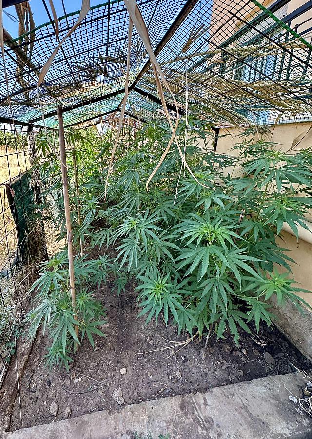 χασισοδεντρο