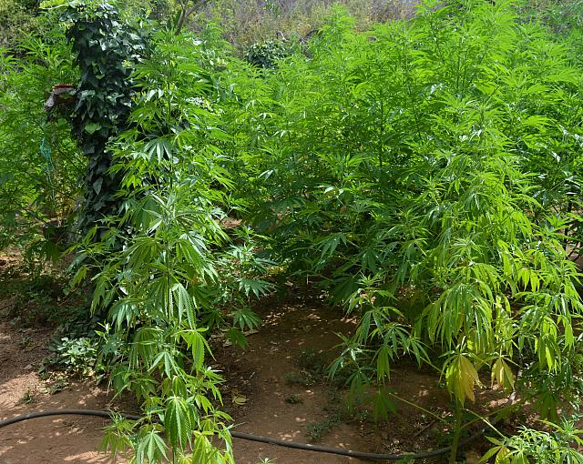 χασισοφυτεια