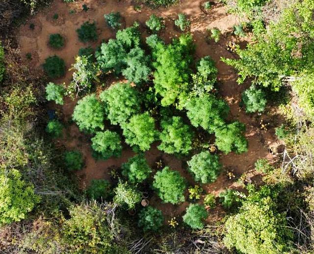 χασισοφυτεια