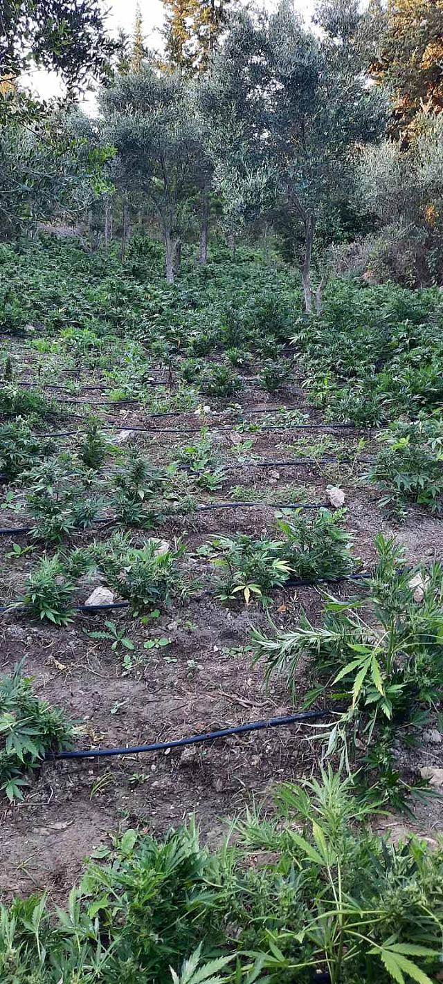 κάνναβη επιχείρηση