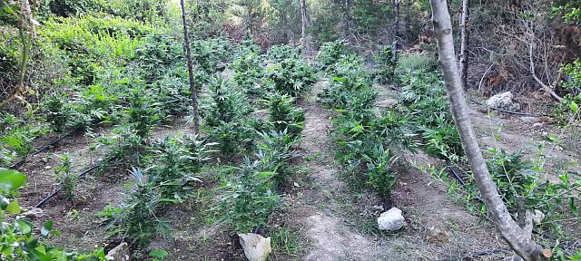 κάνναβη επιχείρηση