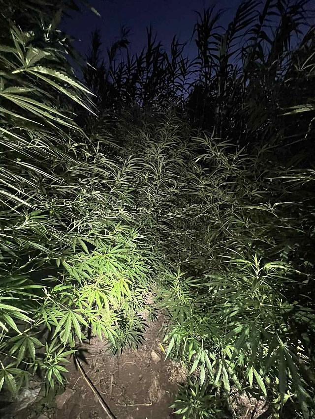 ζωνιανά χασισόδεντρα