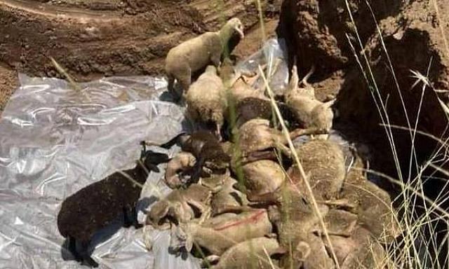 ΠΡΟΒΑΤΑ ΠΑΝΩΛΗ