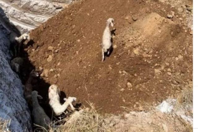 ΠΡΟΒΑΤΑ ΠΑΝΩΛΗ