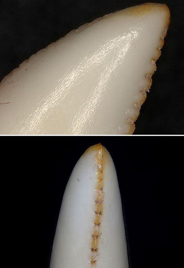 δοντια σαυρες