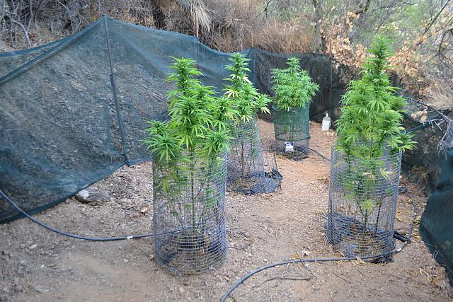  δενδρύλλια 