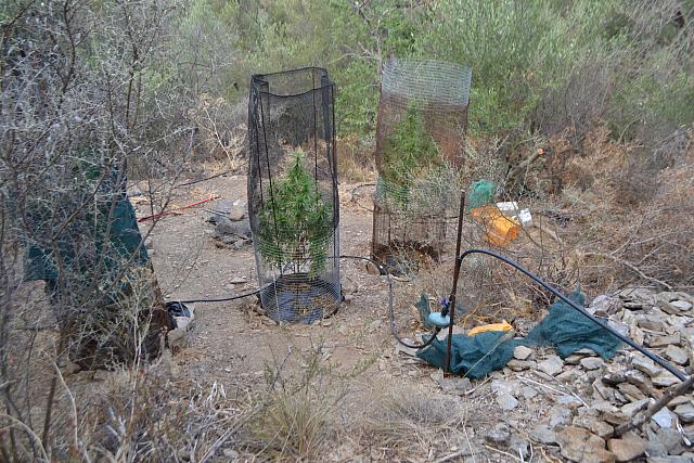  δενδρύλλια 